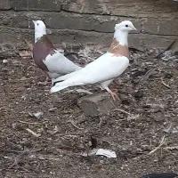 طوقی مهر زینتی|پرنده|ری, اقدسیه|دیوار