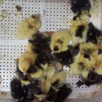 تخم نطفه دار اردک محلی و روسی برای جوجه کشی|حیوانات مزرعه|رشت, حومه رشت|دیوار