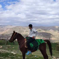 اسب نریان و مادیان نژاددار