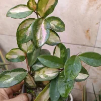 گیاه هویا ابلق