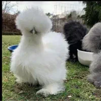 مرغ و خروس ابریشمی اصل کوپال ترکیه