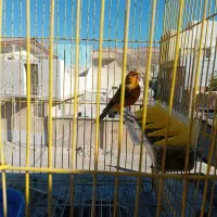 سهره قناری قرمز سالمو سرحال|پرنده|ایلام, |دیوار