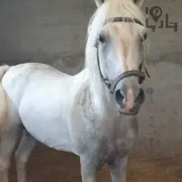 فروش مادیون سفید