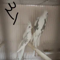 عروس هلندی دوکت البینو دوکت لوتینو زعفرونی|پرنده|مشهد, سیلو|دیوار