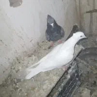 کبوترجوجه ی