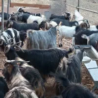 عمده وتک فروشی شیشک گوسفند چاق و کاوه و بز وتی بز|حیوانات مزرعه|خرم‌آباد, |دیوار