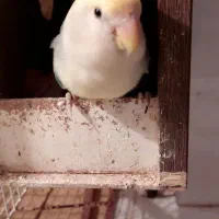 طوطی عروس هلندی|پرنده|قم, نیروگاه|دیوار