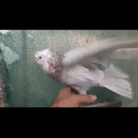 کبوتر کوتاه قنار