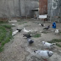 کفتر های آس|پرنده|بندر ترکمن, |دیوار