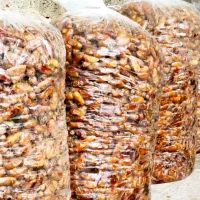 عرضه مستقیم و بدون واسطه خرمای درجه یک خاوران|خوردنی و آشامیدنی|راهگان, |دیوار