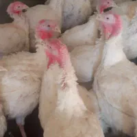 بوقلمون گوشتی