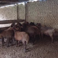 بره نر|حیوانات مزرعه|سورک, |دیوار