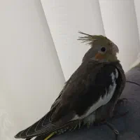 3تا عروس هلندی ماده