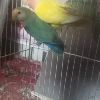 کوتوله نرماده