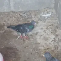 کبوتر پلاکی با پلاک|پرنده|سیراف, |دیوار