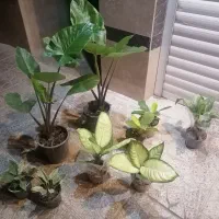 فروش گل های آپارتمانی گلسرای نورا