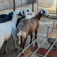 سلام 4عدد گوسفند توقلی ماده عتیقه