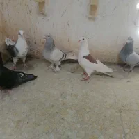 4تا ماده خوب یه نر|پرنده|فسا, |دیوار