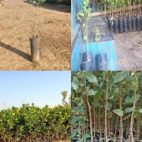 نهال های شناسنامه دار با کیفیت بالا|خدمات باغبانی و درختکاری|گرگان, |دیوار