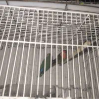 جفت طوطی برزیلی