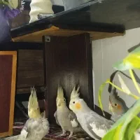 جوجه عروس هلندی