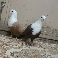 کبوتر کربلایی سرخ زرد دم سفید|پرنده|زاهدان, |دیوار