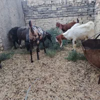 بزوکره وبره|حیوانات مزرعه|رفسنجان, |دیوار