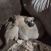 مراغه ماده دوتا