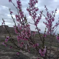 کارگر ساده