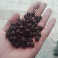 آلبالو|خوردنی و آشامیدنی|بستان آباد, |دیوار