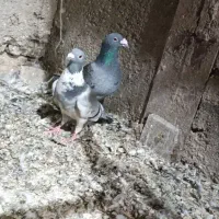 پلنگ نر فروشی کسه خواست