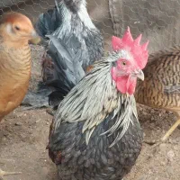 سه عدد خروس مینیاتوری|حیوانات مزرعه|خسروشاه, |دیوار