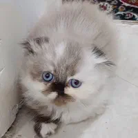 گربه پرشین ماده
