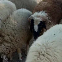 فروش گوسفند و کهره و میش|حیوانات مزرعه|رودخانه, |دیوار