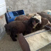 بره نر و ماده سبک