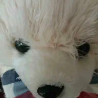 خرس بزرگ ۱متری|اسباب‌‌بازی|ساری, |دیوار