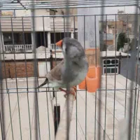 فنچ زبرا انگلیسی|پرنده|تهران, خزانه|دیوار