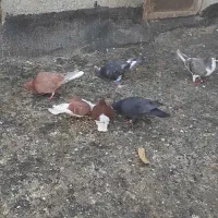 کبوتر|پرنده|سیدآباد, |دیوار