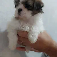 سگ سالم|سگ|قم, بنیاد|دیوار