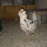 مرغ و جوجه گلین|حیوانات مزرعه|اصفهان, پرتمان|دیوار