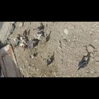فروش مرغ لاری همراه با10عدد جوجه