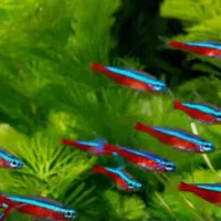 تترا کاردینال