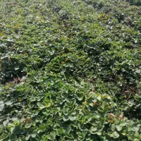 بوته توت فرنگی سابرینا،ریشه لخت ۲۰۰۰|گل و گیاه طبیعی|بهنمیر, |دیوار