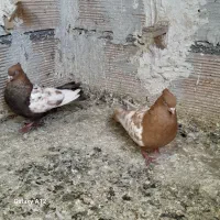 سینه زرد و هفترنگ کاکل میخ نرو ماده