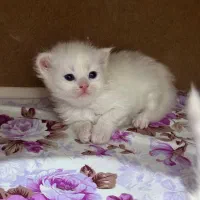 فروش گربه پرشین برفی