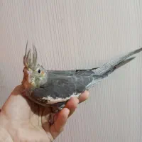 جوجه عروس هلندی دون .خور