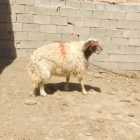 قوچ کله بور  سنجابی درجه یک