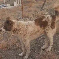 توله یک ساله