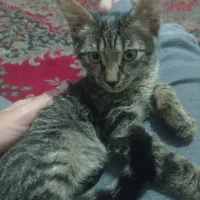 واگذاری بچه گربه