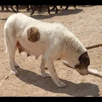 یک سگ گله ای|سگ|سمنان, |دیوار